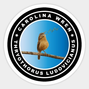 Carolina Wren (Thryothorus Ludovicianus) Bird Singing & Chirping Songs Sticker